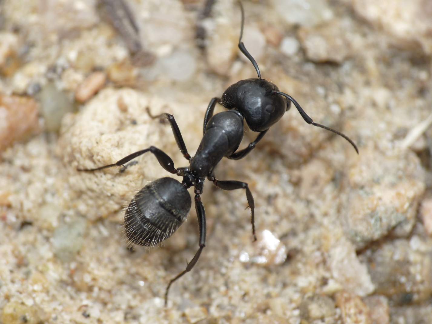 Camponotus vagus: foto ravvicinate